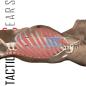 Preview: SAM® ThoraSite® ANATOMISCHE ORIENTIERUNGSHILFE